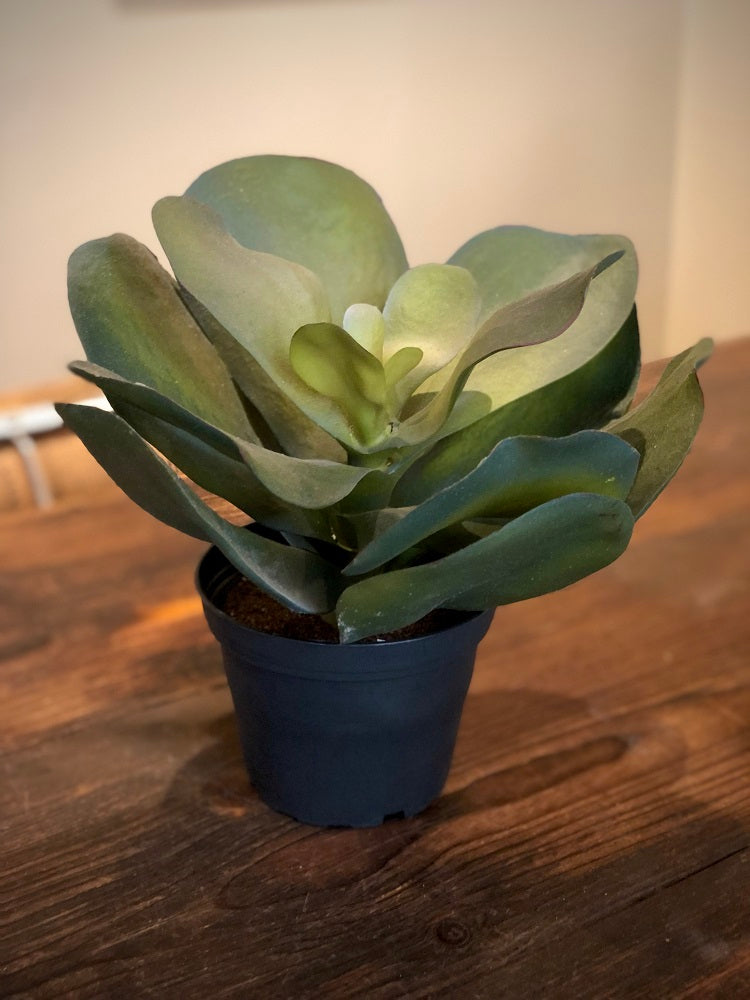 Succulent konstgjord växt
