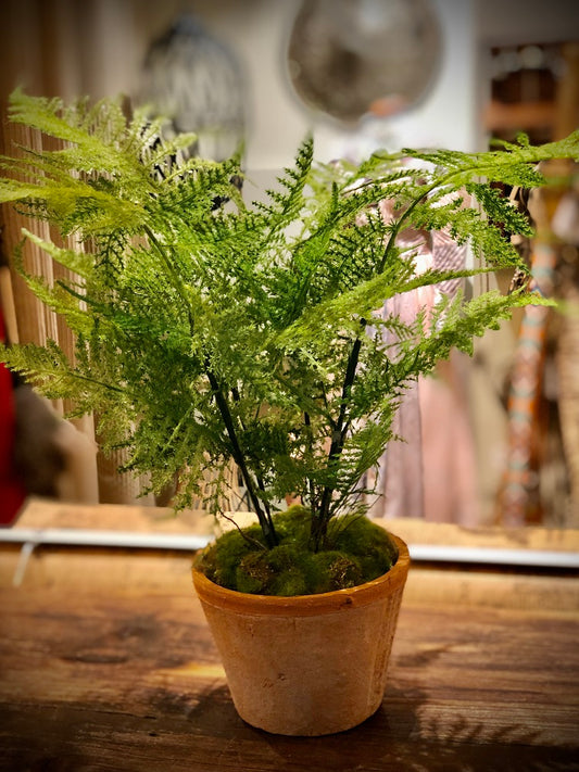 Konstgjord växt Plumosus