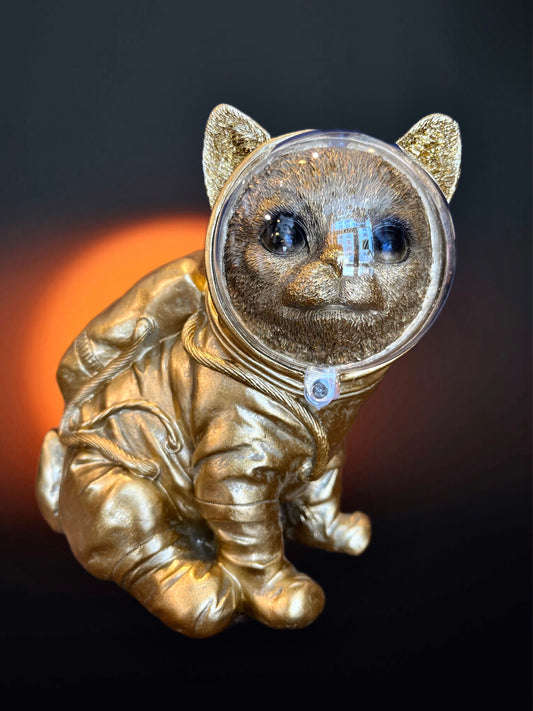 Astronaut katt
